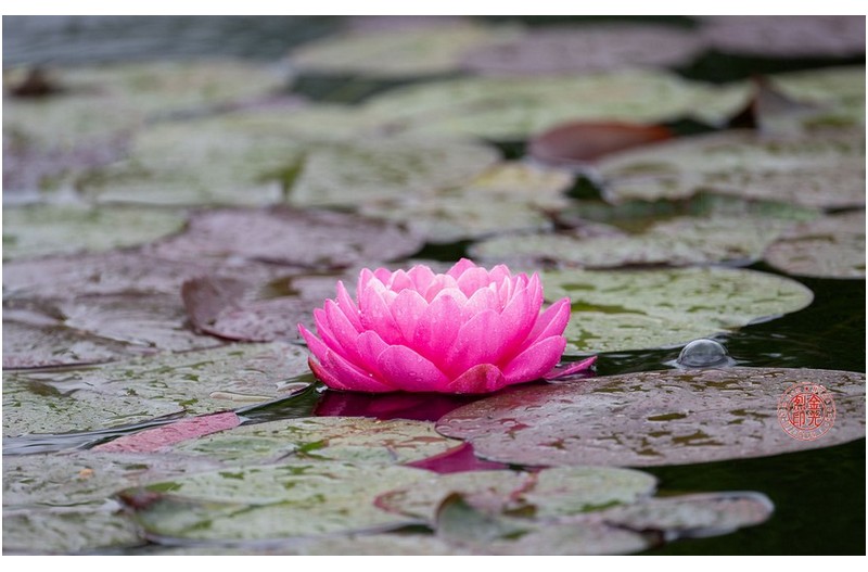 PHOTO BY KKY_CWANG_YEOL  | NIKON Z 8  | 2024:05:05 10:42:03  | ISO-100 | 1/50 sec | f 6.3 | 600 mm | EV=0.3 | ● WIDTH:1700 pixels  HEIGHT:1063 pixels