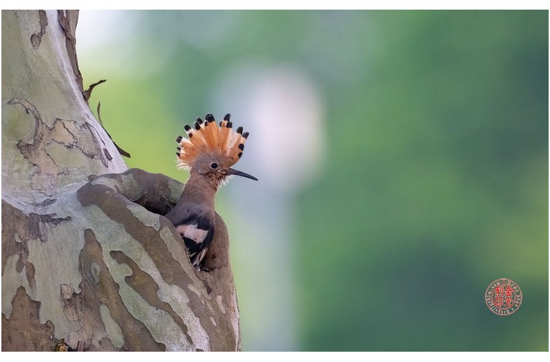 PHOTO BY KKY_CWANG_YEOL  | NIKON Z 8  | 2024:05:11 05:37:16  | ISO-3200 | 1/250 sec | f 6.3 | 600 mm | EV=0.7 | ● WIDTH:1700 pixels  HEIGHT:1063 pixels