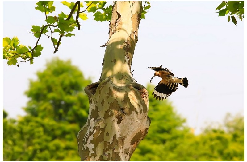 PHOTO BY HNalim  | Canon EOS 7D Mark II  | 2024:05:10 11:37:00  | ISO-1000 | 1/3200 sec | f 8 | 210 mm | EV=0 | ● WIDTH:1800 pixels  HEIGHT:1200 pixels
