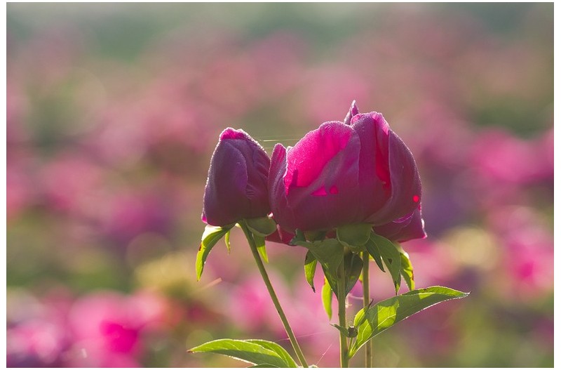 PHOTO BY SEHUI_OK  | NIKON D500  | 2024:05:15 06:35:20  | ISO-400 | 1/640 sec | f 4 | 200 mm | EV=0 | ● WIDTH:1300 pixels  HEIGHT:867 pixels