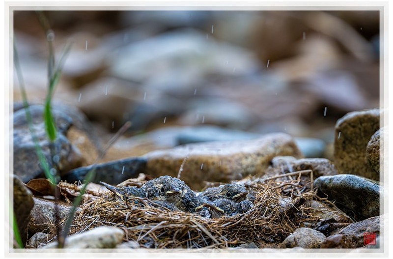PHOTO BY  | NIKON Z 9  | 2024:05:05 16:37:33  | ISO-1600 | 1/800 sec | f 4 | 600 mm | EV=-0.7 | ● WIDTH:1500 pixels  HEIGHT:999 pixels