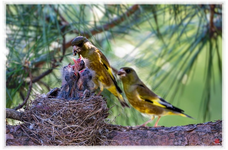 PHOTO BY  | NIKON Z 9  | 2024:05:15 07:55:14  | ISO-3200 | 1/1000 sec | f 4 | 600 mm | EV=0.3 | ● WIDTH:1500 pixels  HEIGHT:1000 pixels