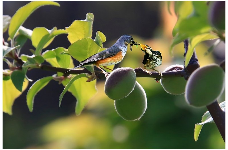 PHOTO BY HNalim  | Canon EOS 7D Mark II  | 2024:05:10 10:18:12  | ISO-1000 | 1/500 sec | f 18 | 275 mm | EV=0 | ● WIDTH:1800 pixels  HEIGHT:1200 pixels