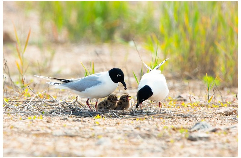PHOTO BY WO2YA LAB  | Canon EOS-1D X Mark II  | 2024:05:16 09:09:42  | ISO-3200 | 1/8000 sec | f 7.1 | 280 mm | EV=0 | ● WIDTH:1800 pixels  HEIGHT:1200 pixels