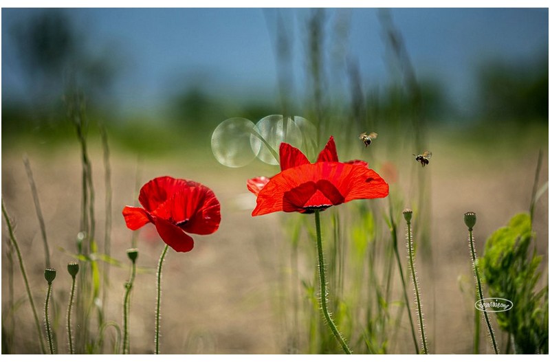 PHOTO BY jps  | Canon EOS R6  | 2024:05:17 10:41:14  | ISO-100 | 1/2000 sec | f 2.8 | 100 mm | EV=0 | ● WIDTH:1600 pixels  HEIGHT:1015 pixels