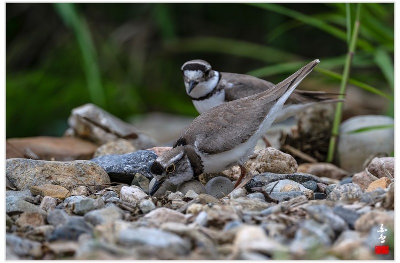 PHOTO BY  | NIKON Z 9  | 2024:05:07 10:49:11  | ISO-1000 | 1/3200 sec | f 6.3 | 840 mm | EV=-0.7 | ● WIDTH:1700 pixels  HEIGHT:1133 pixels