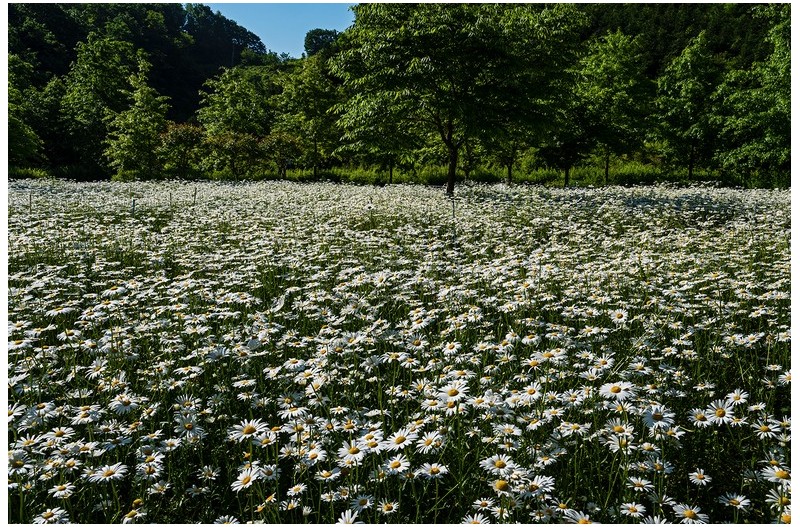 PHOTO BY  | NIKON Z 6_2  | 2024:05:13 08:34:58  | ISO-200 | 1/250 sec | f 16 | 29.5 mm | EV=-0.7 | ● WIDTH:1500 pixels  HEIGHT:998 pixels