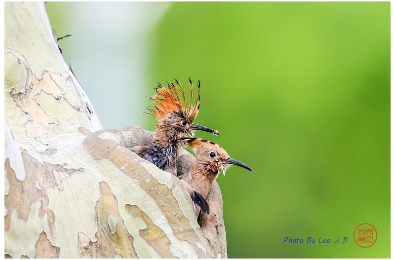 PHOTO BY  | Canon EOS R3  | 2024:05:12 10:31:30  | ISO-4000 | 1/3200 sec | f 5.6 | 840 mm | EV=0 | ● WIDTH:2519 pixels  HEIGHT:1679 pixels