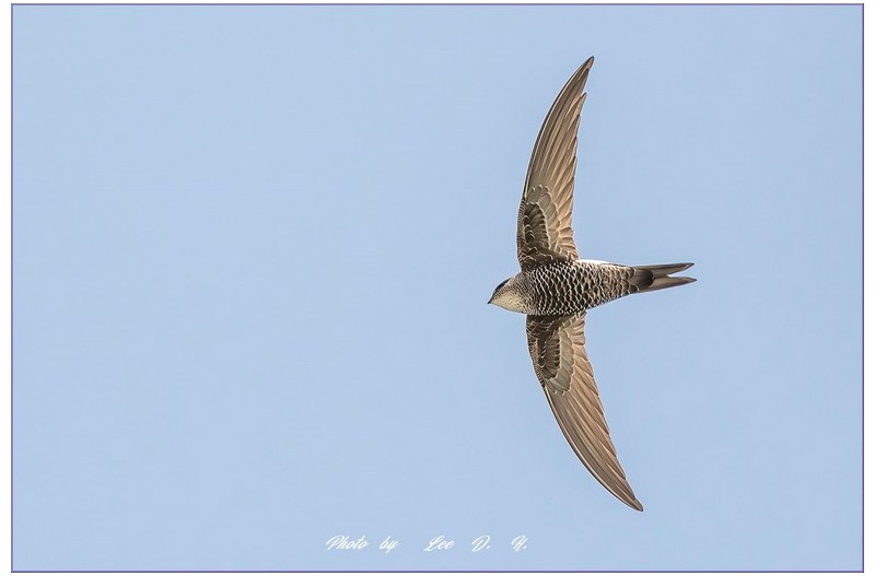 PHOTO BY  | NIKON D500  | 2024:05:04 12:21:06  | ISO-500 | 1/4000 sec | f 5.6 | 500 mm | EV=0.3 | ● WIDTH:1800 pixels  HEIGHT:1200 pixels