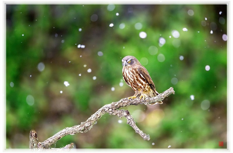 PHOTO BY  | NIKON Z 9  | 2024:05:22 13:38:00  | ISO-16000 | 1/1250 sec | f 4.5 | 600 mm | EV=1 | ● WIDTH:1500 pixels  HEIGHT:1000 pixels