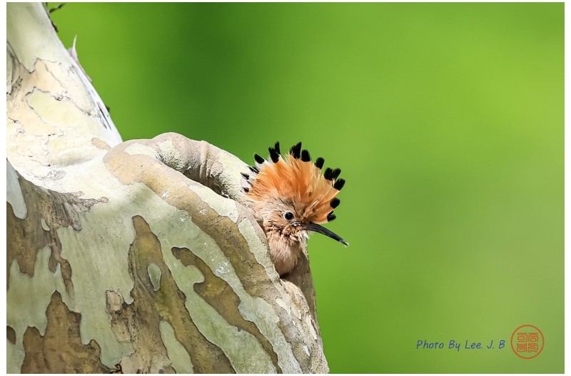 PHOTO BY  | Canon EOS R3  | 2024:05:12 13:04:25  | ISO-1250 | 1/4000 sec | f 5.6 | 840 mm | EV=0 | ● WIDTH:2630 pixels  HEIGHT:1753 pixels