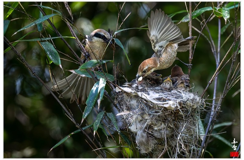 PHOTO BY  | NIKON Z 9  | 2024:05:22 10:39:19  | ISO-2000 | 1/2500 sec | f 5 | 600 mm | EV=-0.7 | ● WIDTH:1700 pixels  HEIGHT:1133 pixels