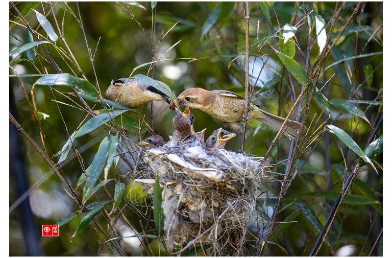 PHOTO BY changickheun  | Canon EOS-1D X Mark III  | 2024:05:19 13:39:17  | ISO-1600 | 1/1250 sec | f 4 | 600 mm | EV=0 | ● WIDTH:1800 pixels  HEIGHT:1227 pixels