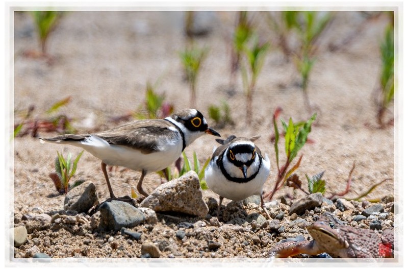 PHOTO BY  | NIKON Z 9  | 2024:05:24 11:16:50  | ISO-125 | 1/1250 sec | f 5.6 | 840 mm | EV=0.3 | ● WIDTH:1500 pixels  HEIGHT:999 pixels