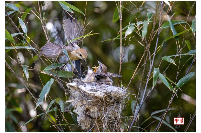 PHOTO BY changickheun  | Canon EOS-1D X Mark III  | 2024:05:22 13:01:49  | ISO-1600 | 1/1600 sec | f 4.5 | 600 mm | EV=0 | ● WIDTH:1800 pixels  HEIGHT:1238 pixels