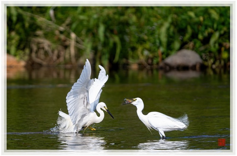PHOTO BY  | NIKON Z 9  | 2024:05:24 17:12:10  | ISO-450 | 1/1250 sec | f 5.6 | 840 mm | EV=0.7 | ● WIDTH:1500 pixels  HEIGHT:988 pixels
