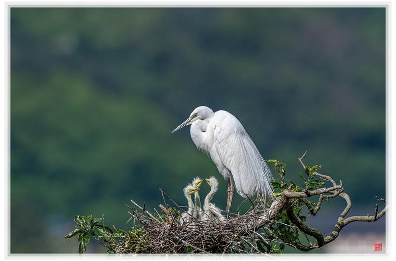 PHOTO BY  | NIKON Z 9  | 2024:05:26 08:39:31  | ISO-125 | 1/1600 sec | f 6.3 | 600 mm | EV=-1.7 | ● WIDTH:1500 pixels  HEIGHT:1000 pixels