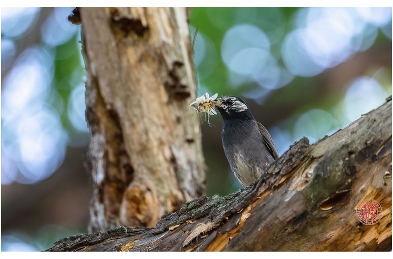 PHOTO BY KKY_CWANG_YEOL  | NIKON Z 8  | 2024:05:26 07:14:38  | ISO-2500 | 1/320 sec | f 6.3 | 600 mm | EV=0 | ● WIDTH:1700 pixels  HEIGHT:1063 pixels