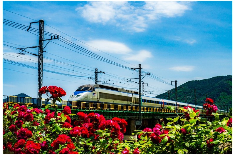 PHOTO BY KWON BYUNG JIN  | NIKON Z 8  | 2024:05:20 13:27:06  | ISO-500 | 1/1250 sec | f 14 | 50 mm | EV=0 | ● WIDTH:1500 pixels  HEIGHT:1000 pixels