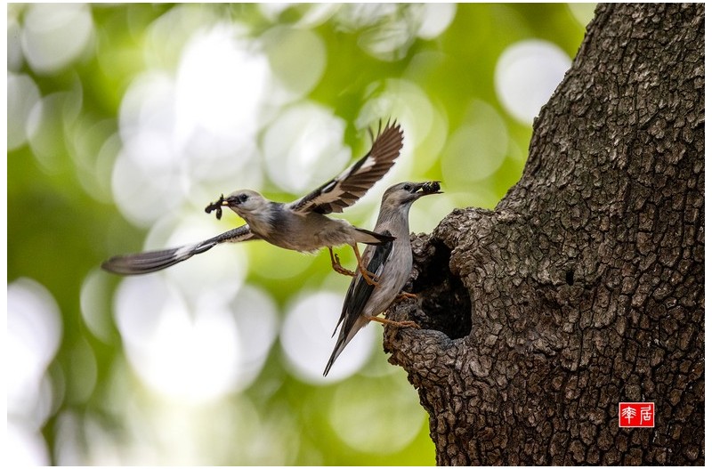 PHOTO BY changickheun  | Canon EOS-1D X Mark III  | 2024:05:27 13:11:02  | ISO-3200 | 1/2000 sec | f 4 | 600 mm | EV=0 | ● WIDTH:1800 pixels  HEIGHT:1196 pixels