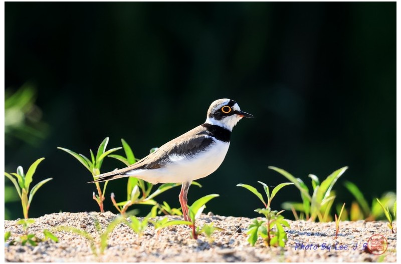 PHOTO BY  | Canon EOS R3  | 2024:05:15 08:13:24  | ISO-2000 | 1/4000 sec | f 5.6 | 840 mm | EV=0 | ● WIDTH:2676 pixels  HEIGHT:1783 pixels