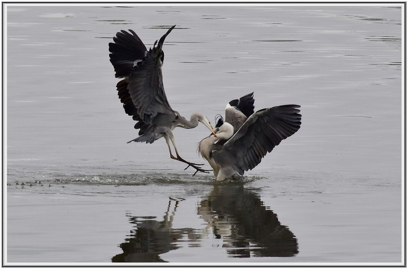 PHOTO BY                                       | NIKON D500  | 2021:05:21 15:54:32  | ISO-500 | 1/1000 sec | f 5.6 | 500 mm | EV=0.3 | ● WIDTH:5568 pixels  HEIGHT:3712 pixels