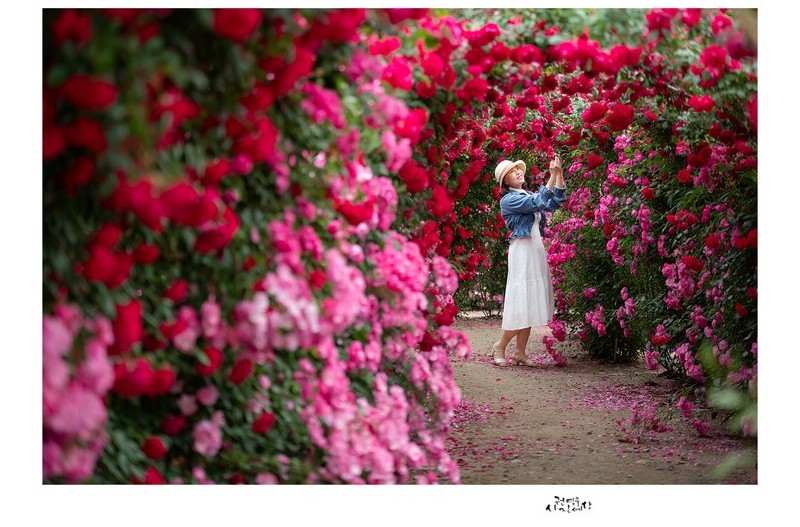PHOTO BY Kwon Young Woo  | NIKON D850  | 2024:05:25 05:34:20  | ISO-800 | 1/50 sec | f 2.8 | 95 mm | EV=-0.3 | ● WIDTH:1326 pixels  HEIGHT:947 pixels