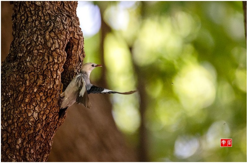 PHOTO BY changickheun  | Canon EOS-1D X Mark III  | 2024:05:29 12:32:54  | ISO-6400 | 1/2000 sec | f 4 | 600 mm | EV=0 | ● WIDTH:1800 pixels  HEIGHT:1183 pixels