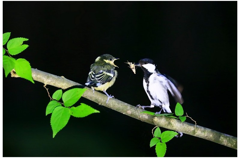 PHOTO BY WO2YA LAB  | Canon EOS-1D X Mark II  | 2024:05:24 16:46:39  | ISO-3200 | 1/8000 sec | f 7.1 | 260 mm | EV=0 | ● WIDTH:1800 pixels  HEIGHT:1200 pixels