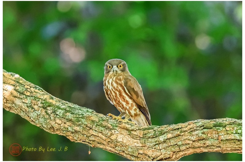 PHOTO BY  | Canon EOS R3  | 2024:05:19 13:12:21  | ISO-6400 | 1/1600 sec | f 4 | 600 mm | EV=-0.7 | ● WIDTH:2723 pixels  HEIGHT:1815 pixels