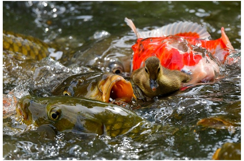 PHOTO BY  | NIKON D500  | 2024:05:30 11:14:58  | ISO-640 | 1/1250 sec | f 5.6 | 500 mm | EV=0 | ● WIDTH:  HEIGHT: