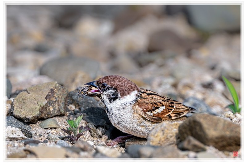 PHOTO BY  | NIKON Z 9  | 2024:06:01 08:27:56  | ISO-280 | 1/2000 sec | f 6.3 | 840 mm | EV=0 | ● WIDTH:1500 pixels  HEIGHT:1000 pixels