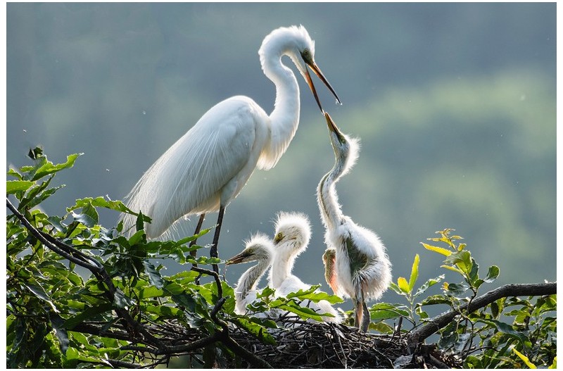 PHOTO BY  | NIKON D500  | 2021:06:27 17:25:14  | ISO-200 | 1/640 sec | f 5.6 | 420 mm | EV=0 | ● WIDTH:1500 pixels  HEIGHT:1000 pixels