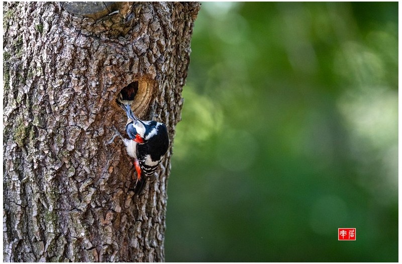 PHOTO BY changickheun  | Canon EOS-1D X Mark III  | 2024:05:28 09:53:54  | ISO-3200 | 1/1250 sec | f 4 | 600 mm | EV=0 | ● WIDTH:1800 pixels  HEIGHT:1191 pixels
