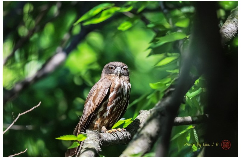 PHOTO BY  | Canon EOS R3  | 2024:05:19 15:44:15  | ISO-250 | 1/1250 sec | f 4 | 600 mm | EV=-0.7 | ● WIDTH:3556 pixels  HEIGHT:2371 pixels