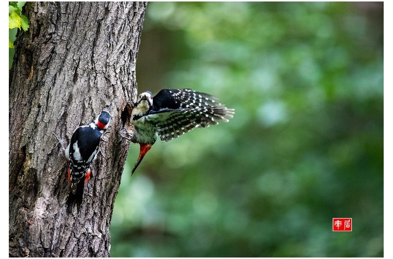 PHOTO BY changickheun  | Canon EOS-1D X Mark III  | 2024:06:01 10:05:17  | ISO-6400 | 1/2500 sec | f 2.8 | 400 mm | EV=0 | ● WIDTH:1800 pixels  HEIGHT:1229 pixels