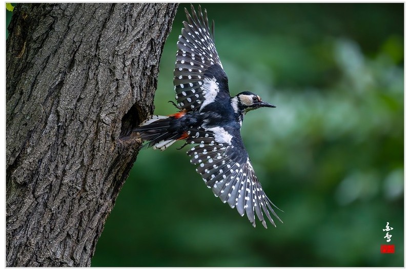 PHOTO BY  | NIKON Z 9  | 2024:05:30 12:49:43  | ISO-6400 | 1/2000 sec | f 4 | 600 mm | EV=-0.7 | ● WIDTH:1700 pixels  HEIGHT:1133 pixels