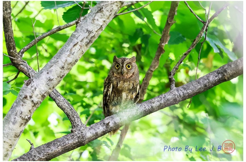 PHOTO BY  | Canon EOS R3  | 2024:05:25 11:07:14  | ISO-3200 | 1/400 sec | f 4 | 600 mm | EV=-0.7 | ● WIDTH:2131 pixels  HEIGHT:1419 pixels