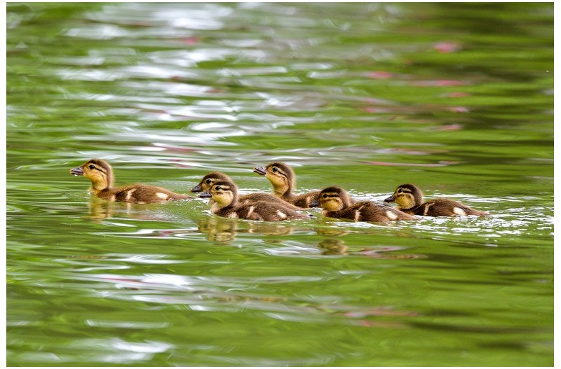 PHOTO BY  | NIKON D500  | 2024:05:30 11:17:57  | ISO-900 | 1/1250 sec | f 5.6 | 500 mm | EV=0 | ● WIDTH:  HEIGHT:
