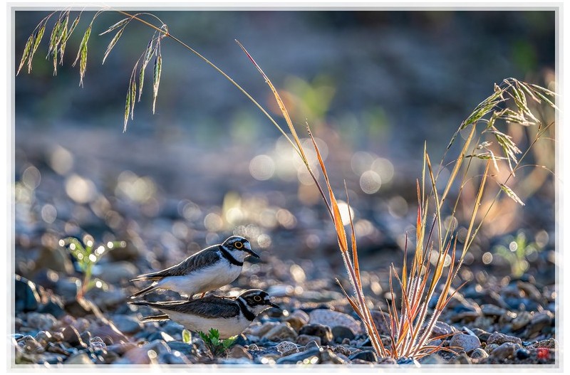 PHOTO BY  | NIKON Z 9  | 2024:06:05 06:00:00  | ISO-800 | 1/1600 sec | f 5.6 | 840 mm | EV=-0.7 | ● WIDTH:1500 pixels  HEIGHT:1000 pixels