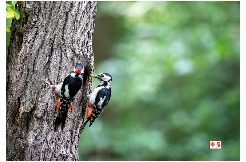 PHOTO BY changickheun  | Canon EOS-1D X Mark III  | 2024:06:01 10:12:03  | ISO-6400 | 1/1600 sec | f 2.8 | 400 mm | EV=0 | ● WIDTH:1800 pixels  HEIGHT:1230 pixels