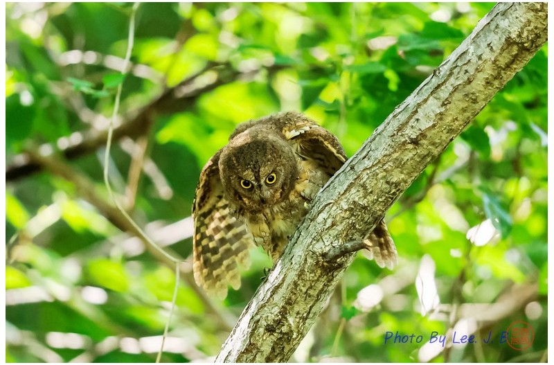 PHOTO BY  | Canon EOS R3  | 2024:05:25 14:39:54  | ISO-6400 | 1/1000 sec | f 4 | 600 mm | EV=-0.7 | ● WIDTH:2244 pixels  HEIGHT:1494 pixels
