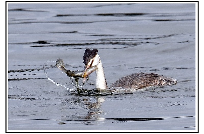PHOTO BY      | NIKON D500  | 2024:03:17 10:42:38  | ISO-800 | 1/2000 sec | f 8 | 480 mm | EV=0.3 | ● WIDTH:5568 pixels  HEIGHT:3712 pixels