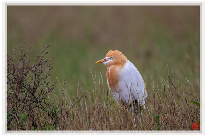 PHOTO BY  | NIKON Z 9  | 2024:06:06 06:52:05  | ISO-720 | 1/1600 sec | f 5.6 | 840 mm | EV=-0.7 | ● WIDTH:1500 pixels  HEIGHT:999 pixels
