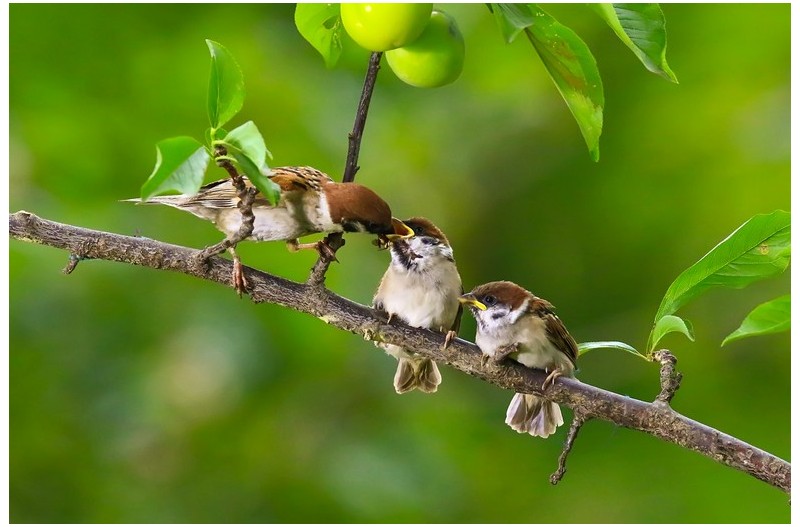 PHOTO BY WO2YA LAB  | Canon EOS-1D X Mark II  | 2024:06:04 17:50:40  | ISO-3200 | 1/8000 sec | f 7.1 | 250 mm | EV=0 | ● WIDTH:1800 pixels  HEIGHT:1200 pixels