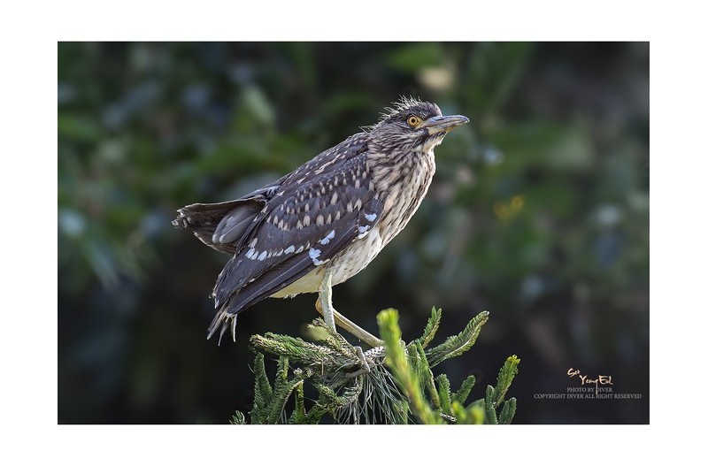 PHOTO BY  | NIKON D500  | 2024:06:10 08:24:28  | ISO-2200 | 1/2000 sec | f 5.6 | 500 mm | EV=0 | ● WIDTH:1600 pixels  HEIGHT:1246 pixels