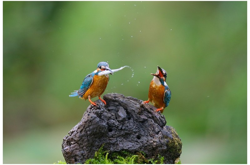 PHOTO BY WO2YA LAB  | Canon EOS-1D X Mark II  | 2024:06:04 17:50:45  | ISO-3200 | 1/2000 sec | f 7.1 | 250 mm | EV=0 | ● WIDTH:1800 pixels  HEIGHT:1200 pixels