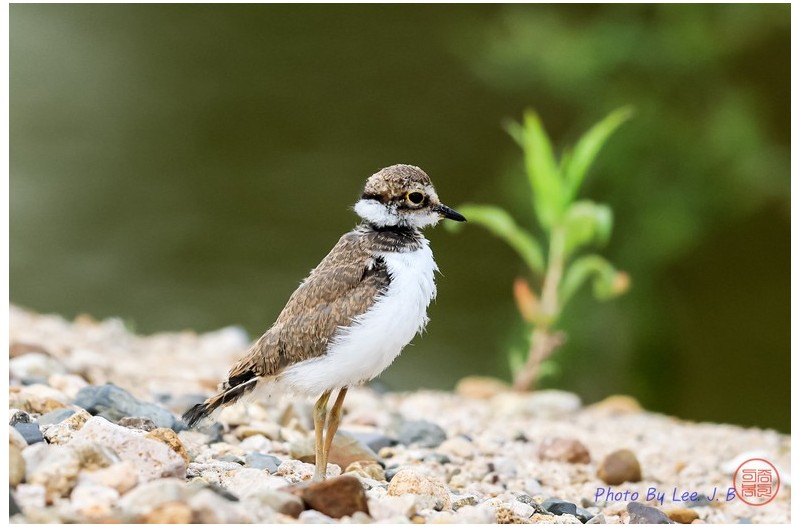 PHOTO BY  | Canon EOS R3  | 2024:05:25 07:13:13  | ISO-1000 | 1/2500 sec | f 5.6 | 840 mm | EV=-0.7 | ● WIDTH:2750 pixels  HEIGHT:1832 pixels