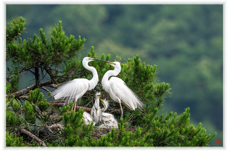 PHOTO BY  | NIKON Z 9  | 2024:06:10 07:59:47  | ISO-500 | 1/1600 sec | f 7.1 | 600 mm | EV=-1.3 | ● WIDTH:1500 pixels  HEIGHT:1000 pixels