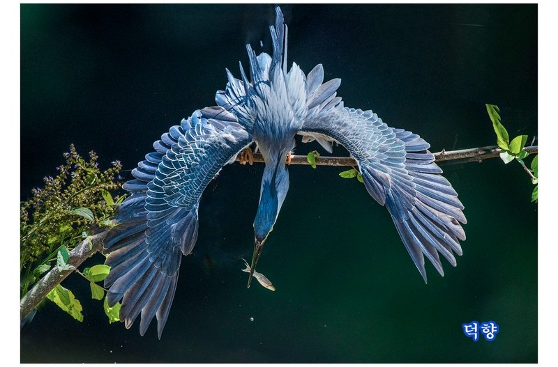 PHOTO BY kwon il bong  | Canon EOS-1D X Mark II  | 2024:06:12 11:17:39  | ISO-1600 | 1/5000 sec | f 4 | 600 mm | EV=0 | ● WIDTH:1400 pixels  HEIGHT:978 pixels
